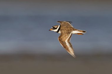 Doğal ortamında uçmakta olan yaygın halkalı yağmurkuşu (Charadrius hiaticula)