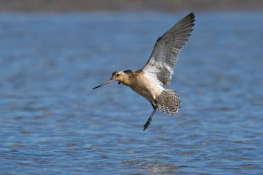 Danimarka 'daki doğal ortamında uçmakta olan uzun kuyruklu bir gerzek.