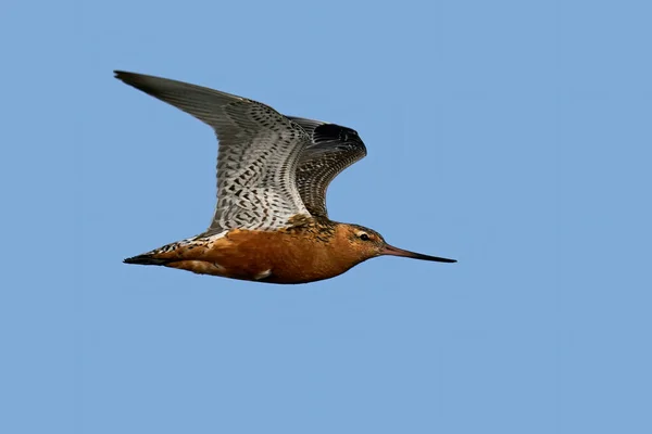 Bar Tailed Godwit Vlucht Zijn Natuurlijke Omgeving Denemarken — Stockfoto