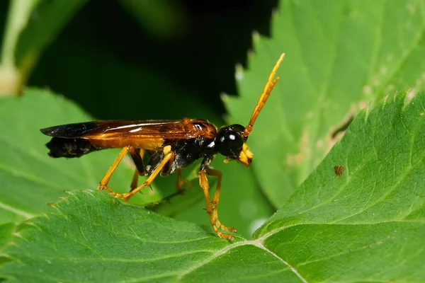 Tenthredo Campestris Sentado Sobre Una Hoja Verde Entorno Natural — Foto de Stock