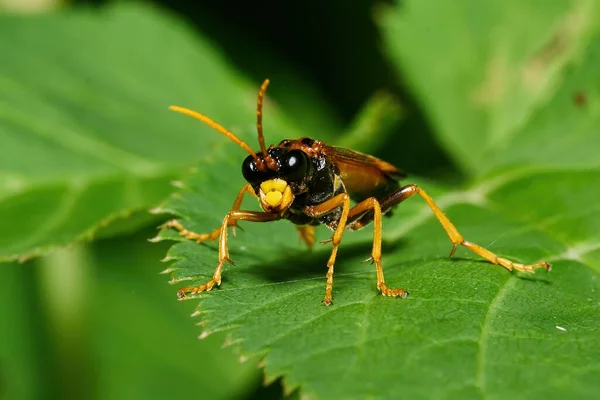 Tenthredo Campestris Sitter Ett Grönt Blad Sin Naturliga Miljö — Stockfoto