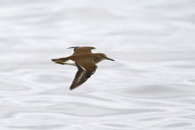 Doğal ortamında uçmakta olan sıradan bir çulluk.