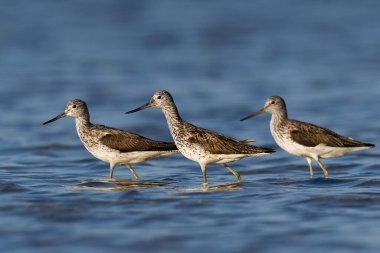 Danimarka 'daki doğal ortamında yaygın yeşillik