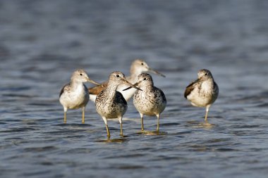 Danimarka 'daki doğal ortamında yaygın yeşillik
