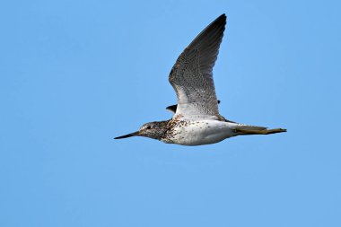 Arka planda mavi gökyüzü olan yaygın yeşil bant