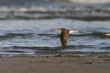 Doğal ortamında yaygın bir yeşillik dalgası.