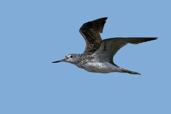 Wspólny Greenshank Fligh Niebieskim Niebem Tle — Zdjęcie stockowe