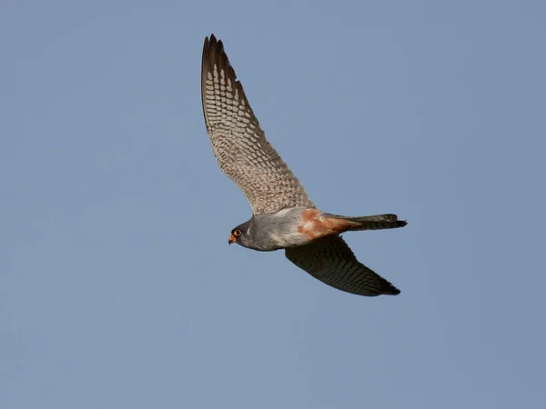 Red Footed Falcon Its Natural Habitat Denmark — Stock Photo, Image