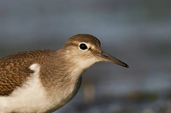 Sandpiper Comum Seu Ambiente Natural Dinamarca — Fotografia de Stock