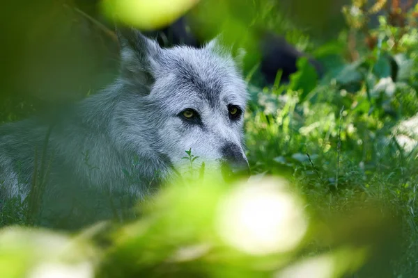 Loup Dans Son Environnement Naturel Dans Végétation — Photo