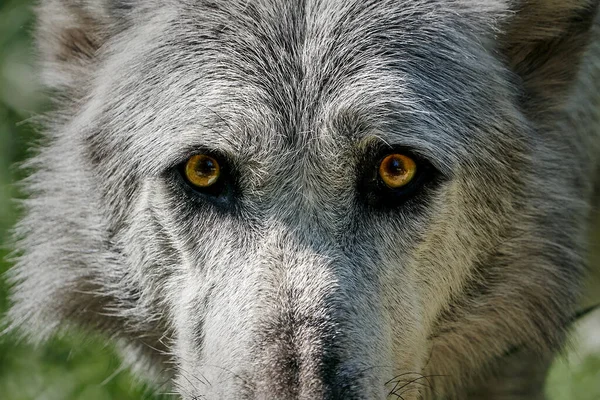 Vlk Svém Přirozeném Prostředí Vegetaci — Stock fotografie