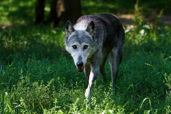 Λύκος Στο Φυσικό Του Περιβάλλον Στη Βλάστηση — Φωτογραφία Αρχείου