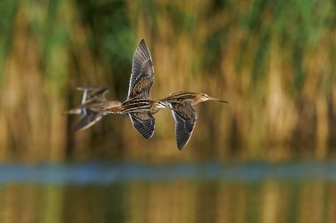 Doğal ortamında uçmakta olan yaygın çulluk (Gallinago gallinago)