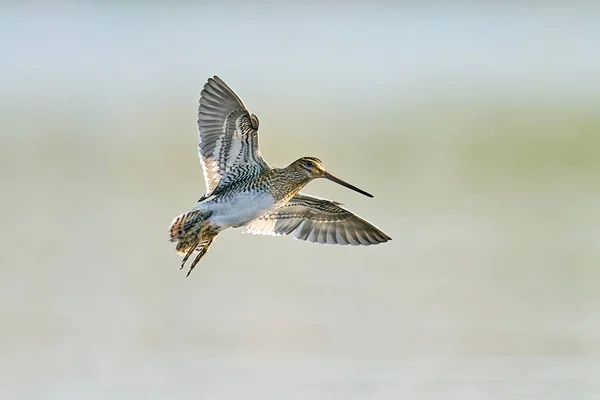 Snipe Común Gallinago Gallinago Vuelo Entorno Natural — Foto de Stock