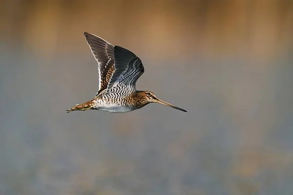 Snipe Común Gallinago Gallinago Vuelo Entorno Natural — Foto de Stock