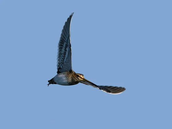 Snipe Comum Gallinago Gallinago Voo Seu Ambiente Natural — Fotografia de Stock