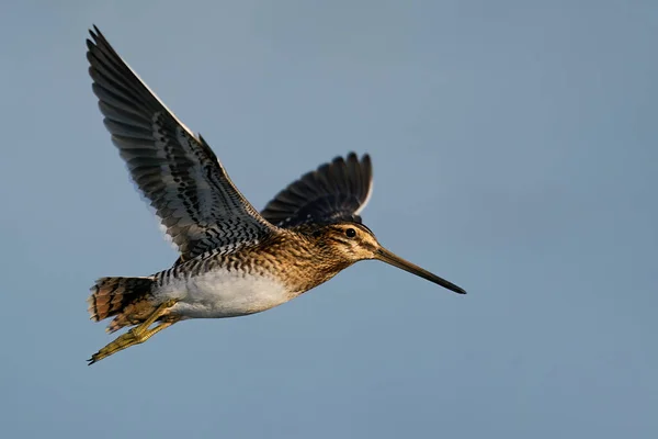 Snipe Común Gallinago Gallinago Vuelo Entorno Natural — Foto de Stock