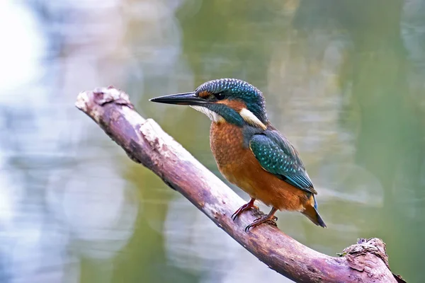 Gewone Ijsvogel Alcedo Atthis Zijn Natuurlijke Omgeving — Stockfoto