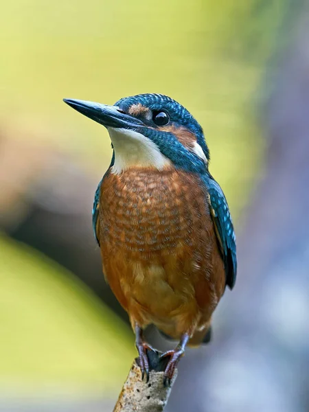 Gewone Ijsvogel Alcedo Atthis Zijn Natuurlijke Omgeving — Stockfoto