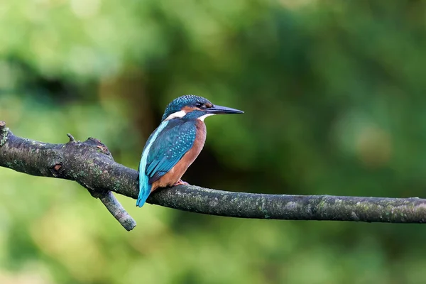 Gewone Ijsvogel Alcedo Atthis Zijn Natuurlijke Omgeving — Stockfoto