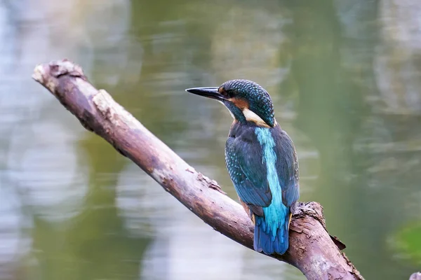 自然環境の中で一般的なカワセミ Alcedo Atthis — ストック写真