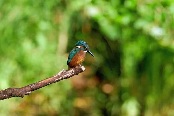 Ringfisher Comum Alcedo Atthis Seu Ambiente Natural — Fotografia de Stock