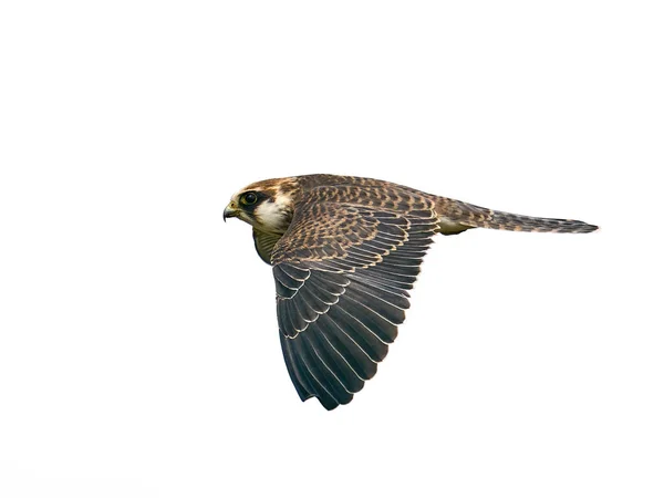 Red Footed Falcon Its Natural Enviroment Denmark — Stock Photo, Image