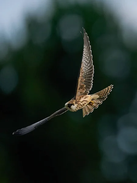 Falco Dai Piedi Rossi Nel Suo Ambiente Naturale Danimarca — Foto Stock