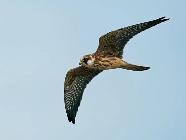 Roodvoetvalk Zijn Natuurlijke Omgeving Denemarken — Stockfoto