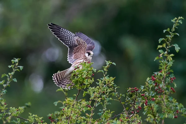 Falco Dai Piedi Rossi Nel Suo Ambiente Naturale Danimarca — Foto Stock