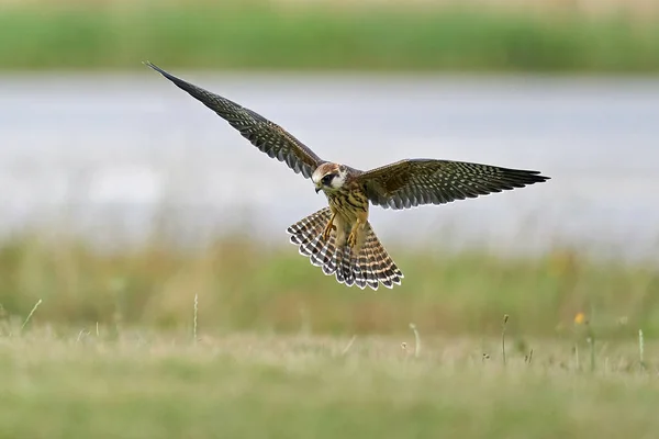 Red Footed Falcon Its Natural Enviroment Denmark — Stock Photo, Image