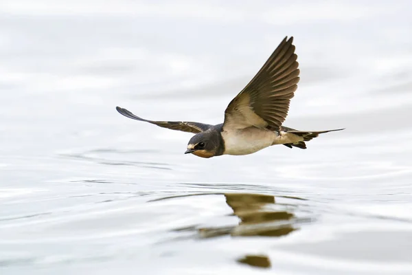 Barn Swallow Flight Its Natural Enviroment — Stock Photo, Image