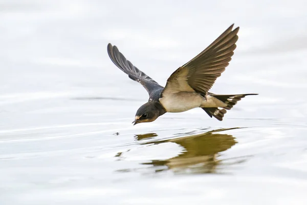 Grange Avale Vol Dans Son Environnement Naturel — Photo