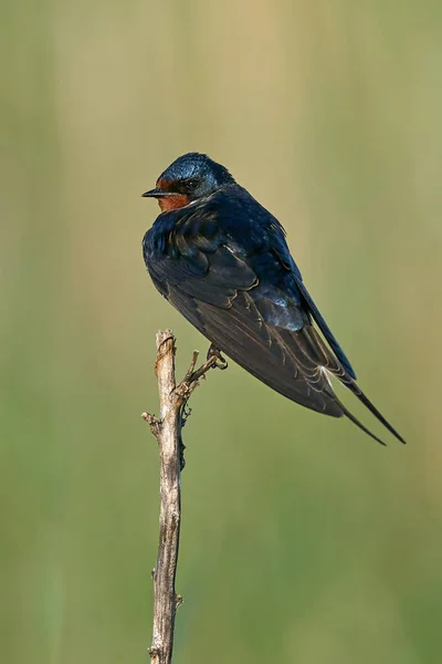 Scheunenschwalbe Ihrer Natürlichen Umgebung Dänemark — Stockfoto