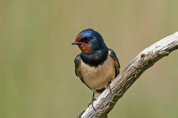 Barn Swallow Its Natural Enviroment — Stock Photo, Image