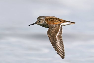 Dunlin, Danimarka 'daki doğal ortamında uçuyor.