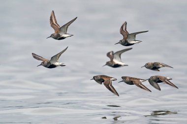 Dunlins Danimarka 'da doğal ortamlarında uçuyor.