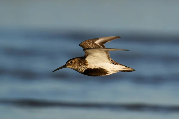 Dunlin Vuelo Entorno Natural Dinamarca — Foto de Stock