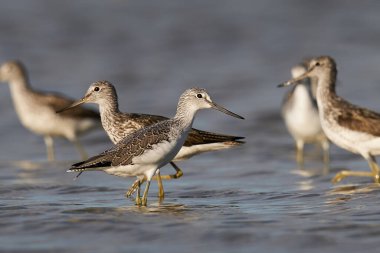 Danimarka 'daki doğal ortamında yaygın yeşillik