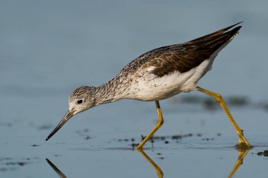 Danimarka 'daki doğal ortamında yaygın yeşillik