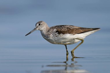 Danimarka 'daki doğal ortamında yaygın yeşillik