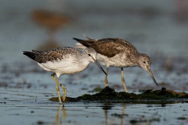 Danimarka 'daki doğal ortamında yaygın yeşillik
