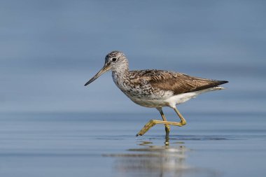Danimarka 'daki doğal ortamında yaygın yeşillik