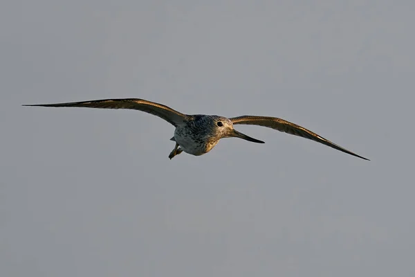 Common Greenshank Flight Its Natural Enviroment — Stock Photo, Image