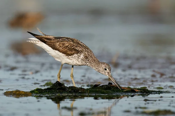 Common Greenshank Its Natural Enviroment Denmark — Stock Photo, Image