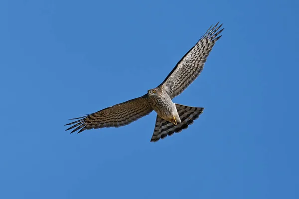 Euraziatische Sparrowhawk Vlucht Met Blauwe Luchten Achtergrond — Stockfoto