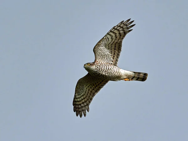 Eurasian Sparrowhawk Flight Blue Skies Background — Stock Photo, Image