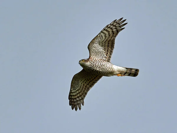 Euraziatische Sparrowhawk Vlucht Met Blauwe Luchten Achtergrond — Stockfoto