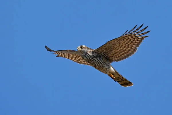 Euraziatische Sparrowhawk Vlucht Met Blauwe Luchten Achtergrond — Stockfoto