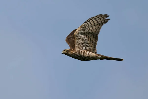 Eurasiatisk Sparvhök Flygning Med Blå Himmel Bakgrunden — Stockfoto